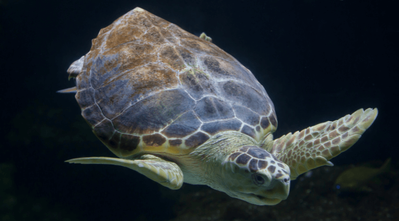 Specimen of loggerhead sea turtle swimming