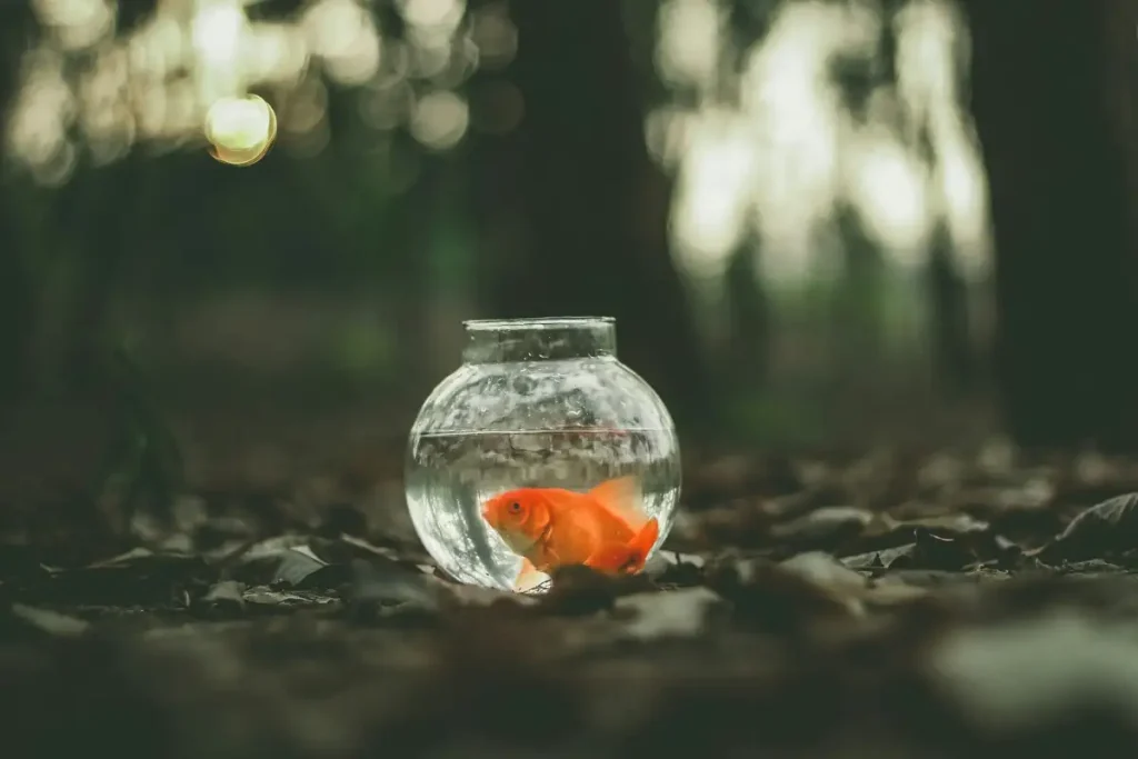 Photo by Ahmed Zayan on Unsplash: a Goldfish in a Bowl