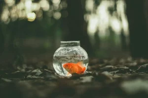 Photo by Ahmed Zayan on Unsplash: a Goldfish in a Bowl